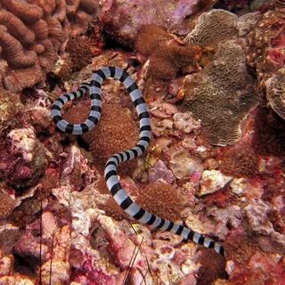 Морской опасные