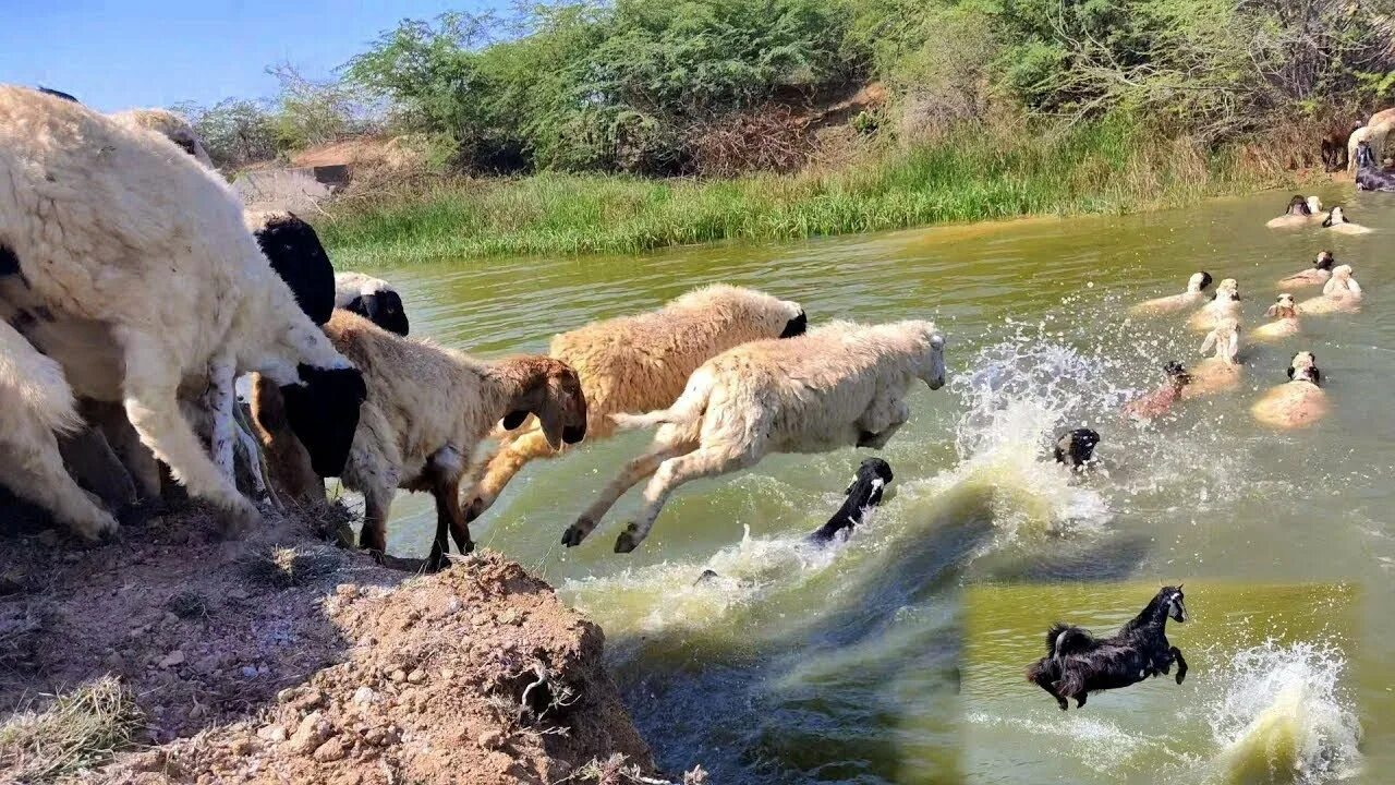 Could and sheep. Swimming sheep. can sheep swim.