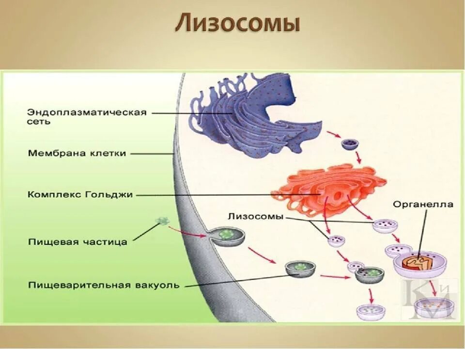 Образование лизосом в комплексе Гольджи. Строение мембраны аппарата Гольджи. Аппарат Гольджи структуры эукариотической клетки. Мембрана клетки аппарат Гольджи. Пищеварительный органоид клетки