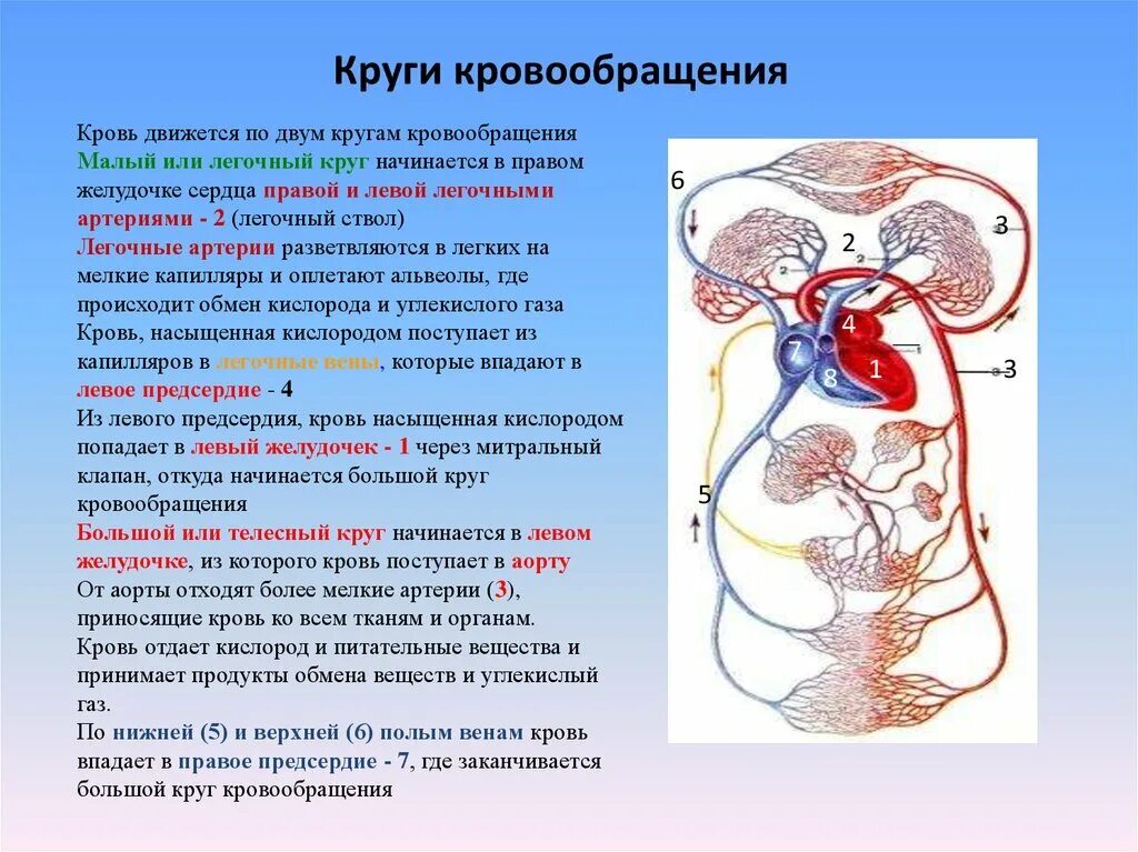 Малый легочный круг кровообращения. Круги кровообращения сердца. Циркуляция крови по сосудам. Система кровообращения схема.