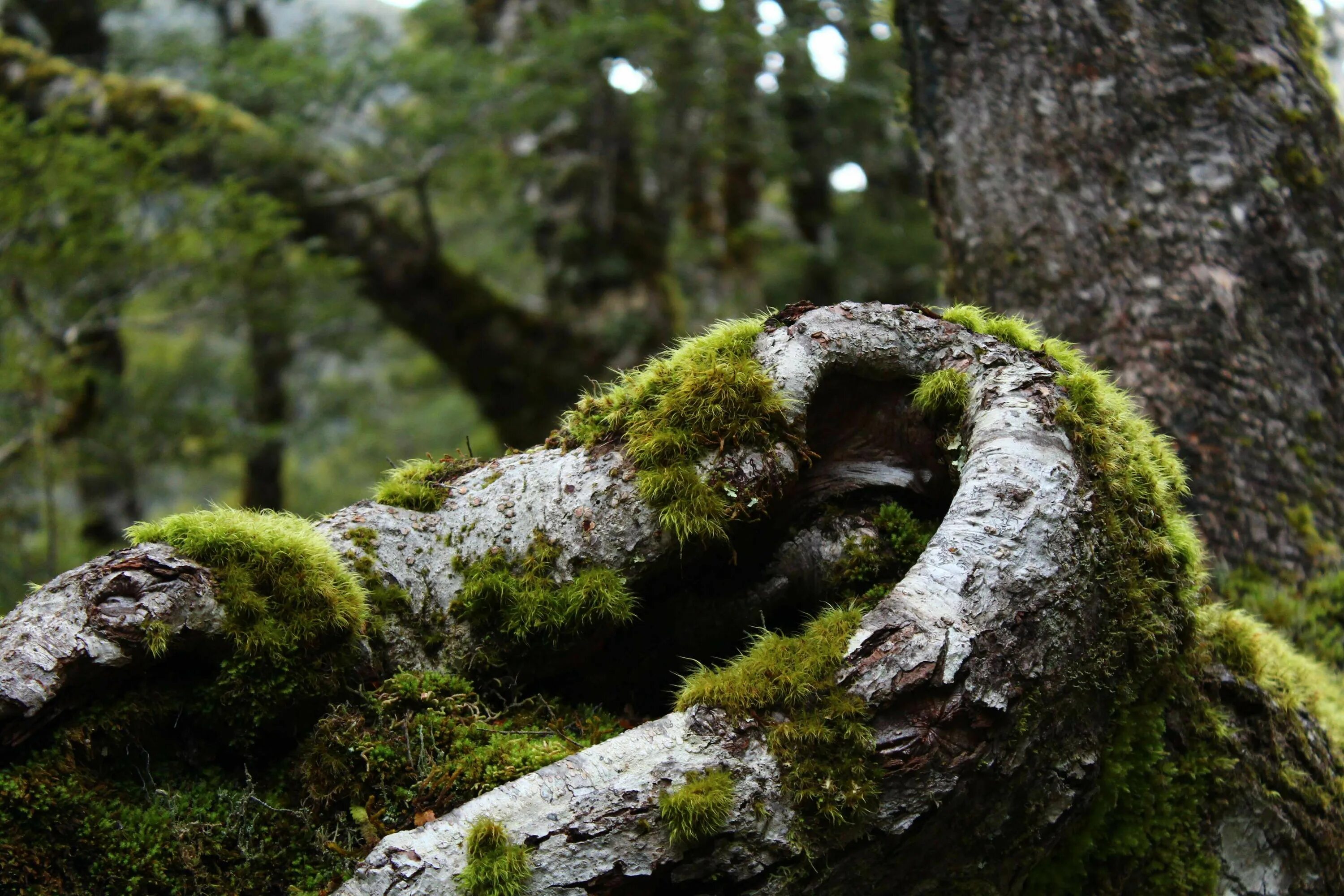 Wild tree