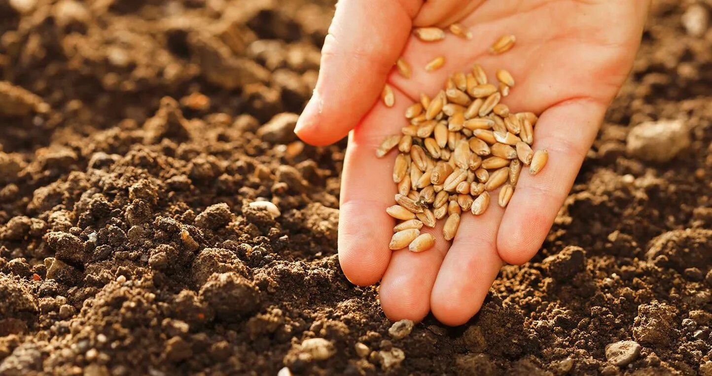 Семена для посадки. Посев пшеницы. Посев зерна. Зерно в почве.