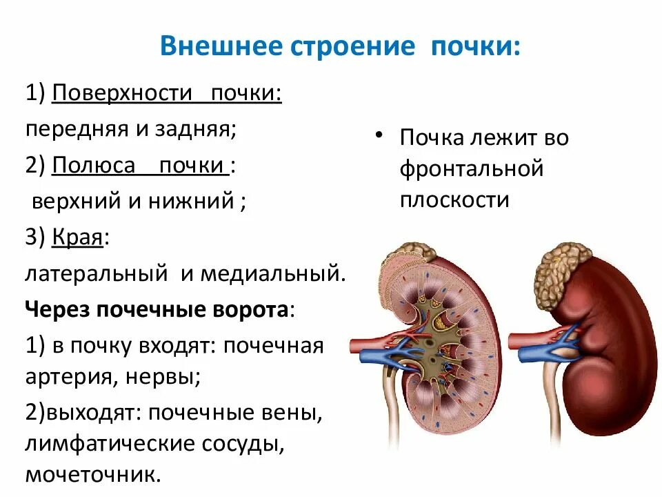 Укажите края почки. Строение почек внешнее строение. Внешнее строение почки анатомия. Наружнее строение почки анатомия. Внешнее и внутреннее строение почки.