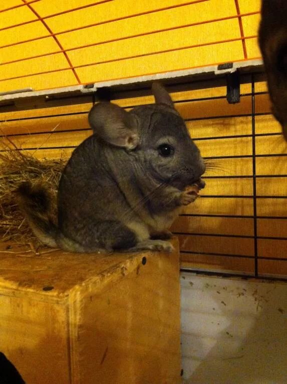Отдам шиншиллу в добрые руки. Шиншиллы даром. Шиншилла terra chinchilla новосибирск. Шиншилла на руках. Шиншилла в добрые руки в находке.