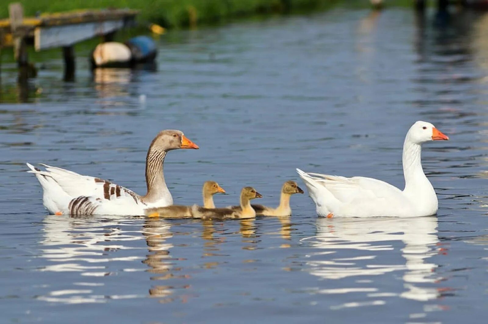 Водоплавающие птицы (лебедь, утка, дикий Гусь).. Гусь водоплавающая птица. Гусь гусыня гусенок семья. Гусь лебедь селезень.