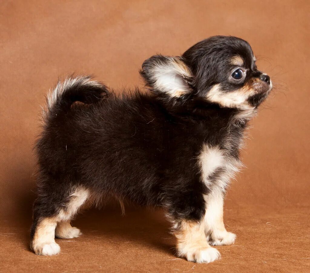 Мексиканский чихуахуа длинношерстный. Чихуахуа валяние. Чихуахуа шерстяные. Чихуахуа собачка длинношерстная. Собачка чихуахуа с шерстью.