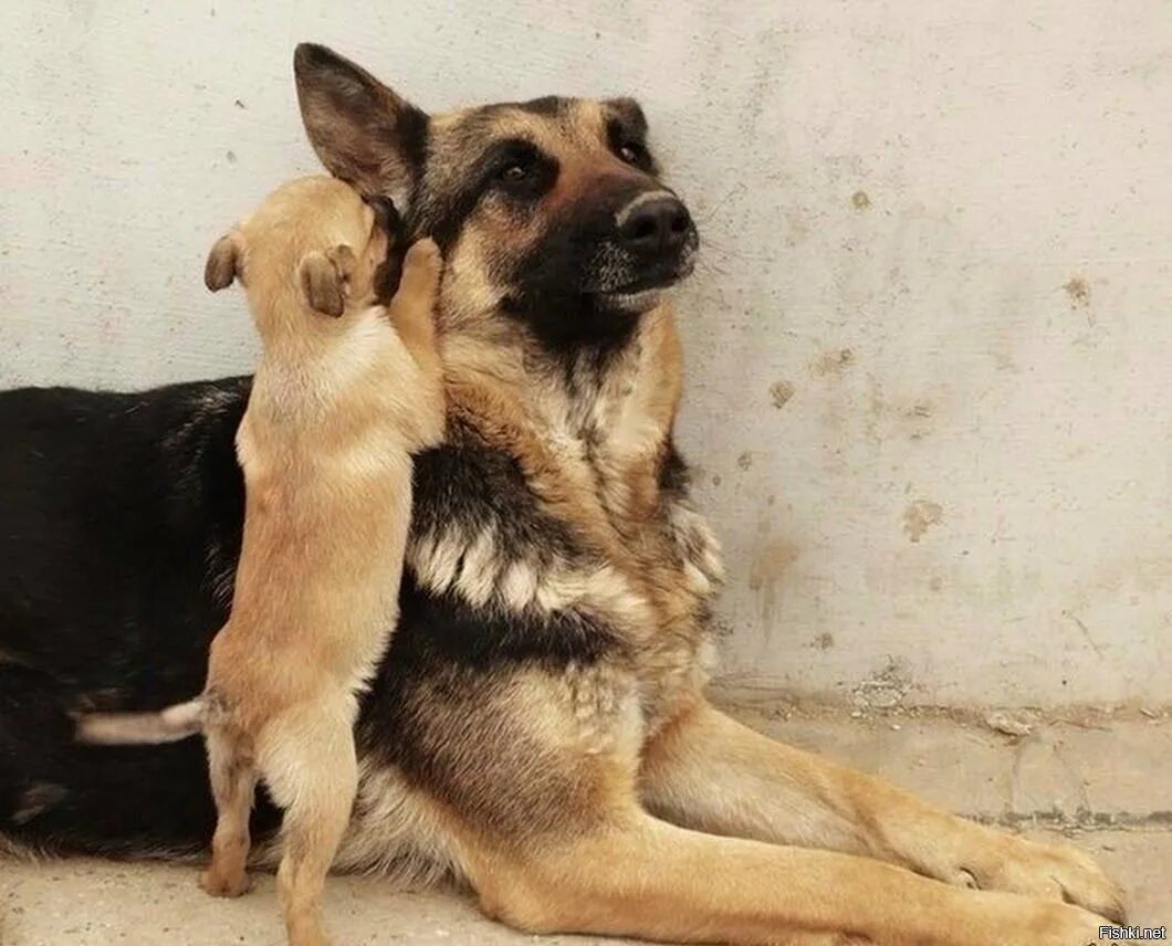 Стихотворение про собачку. Говорящие щенки. Собака сказала мама. Слепой щенок зовёт маму. Приколы с собаками.