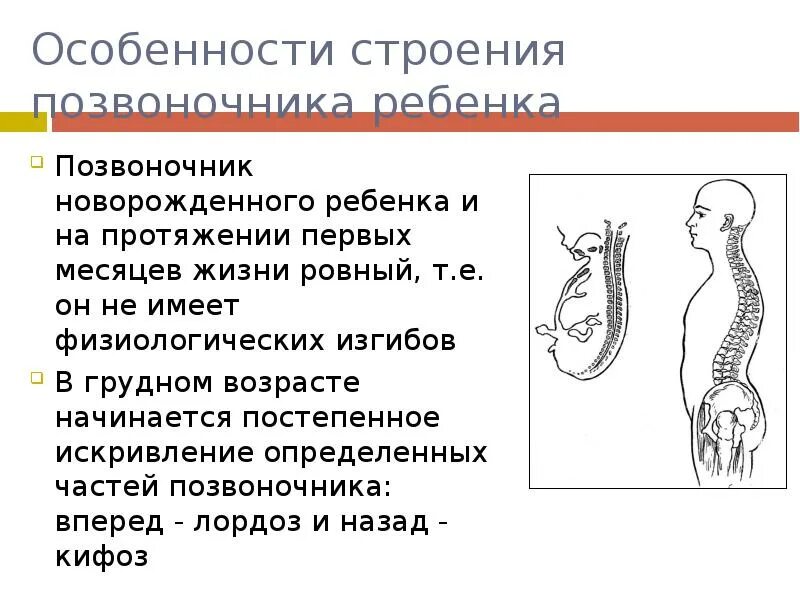 Развитие изгибов позвоночника