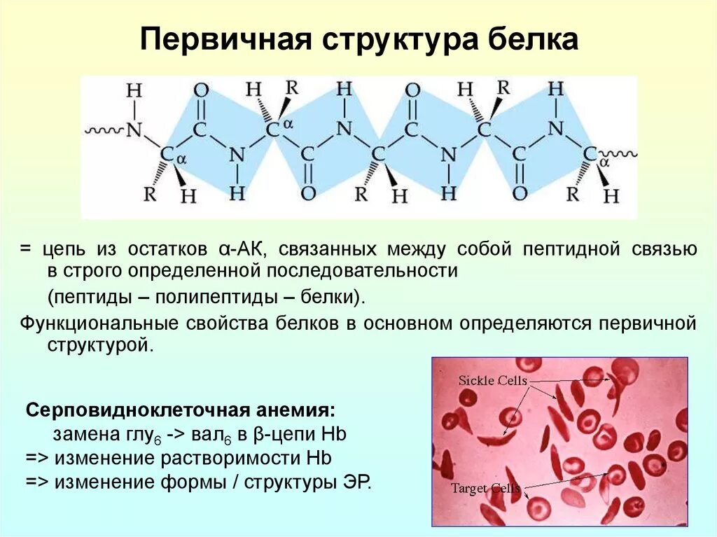 Что делают структурные белки. Первичная структура белка первичная структура белка. Механизм образования первичной структуры белка. Первичная структура белков формула. Формула молекулы первичной структуры белка.