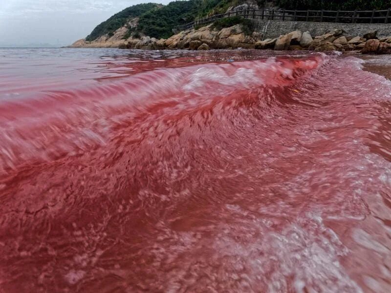 В воду идет красным. Водоросли красный прилив. Красный прилив на Камчатке. Красный пролив. Красная вода в море.