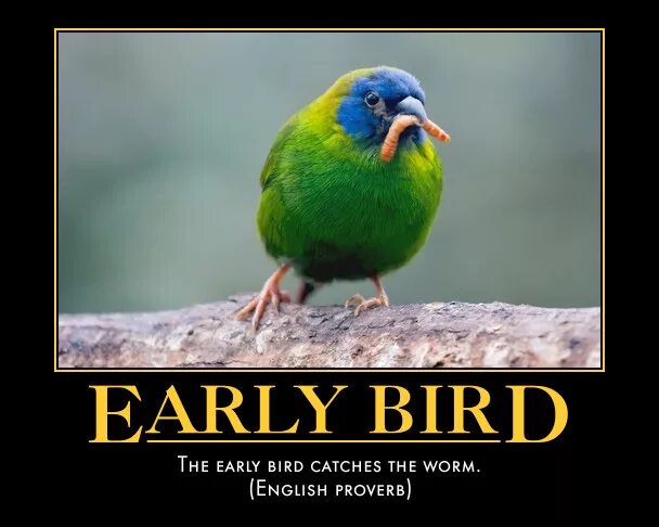 The early Bird catches the worm. Early Bird gets the worm. The early Bird catches the worm русский эквивалент. The early Bird catches the worm картинка пословицы. Birds catch