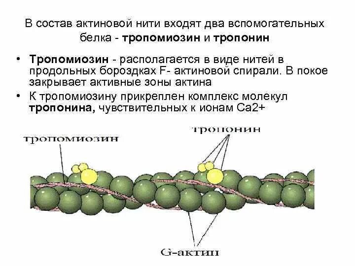 Тропонин тропомиозин физиология. Строение актиновых нитей. Комплекс тропонин тропомиозин. Состав актиновой нити. Нити актина