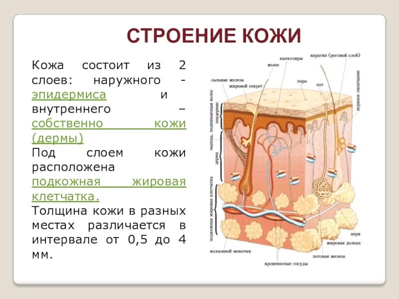 Какие три слоя кожи