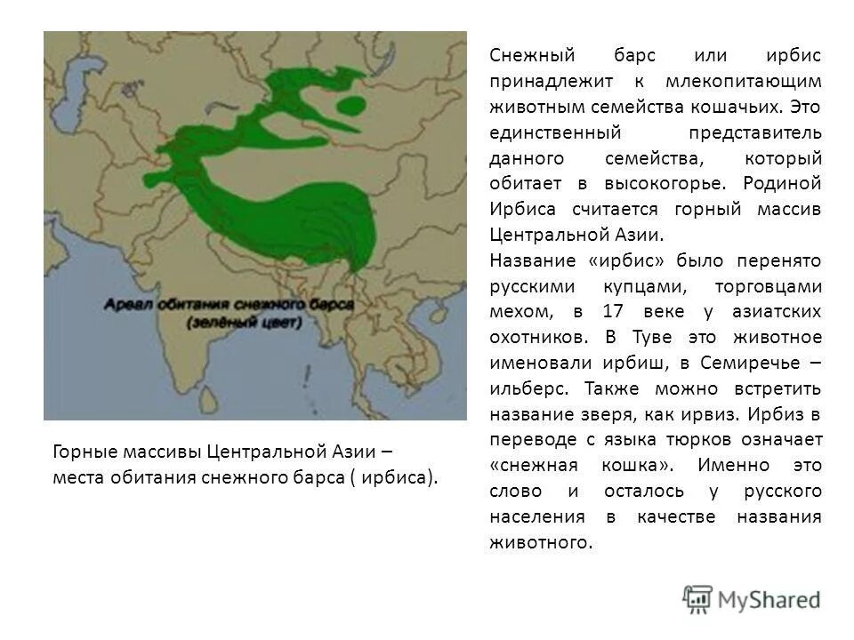 снежный барс алтайский заповедник. ареал обитания снежных барсов. ирбис снежный барс алтай. снежный барс на памире. место обитания снежного.
