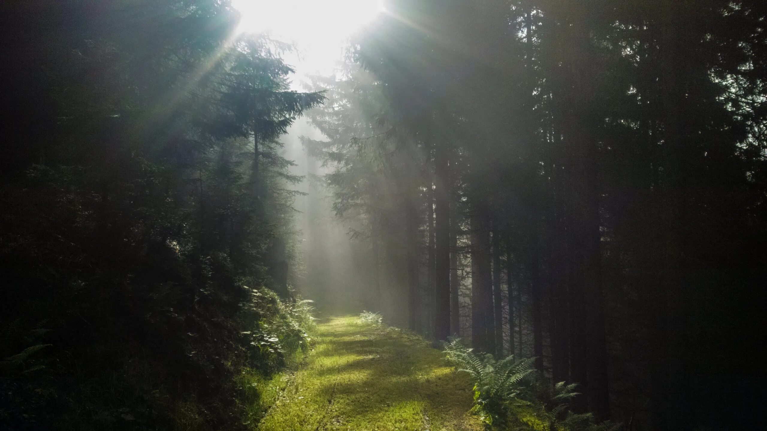 красивые леса. лесные тропы шварцвальд. лесные тропинки. фон для рабочего стола лес. фон леса.