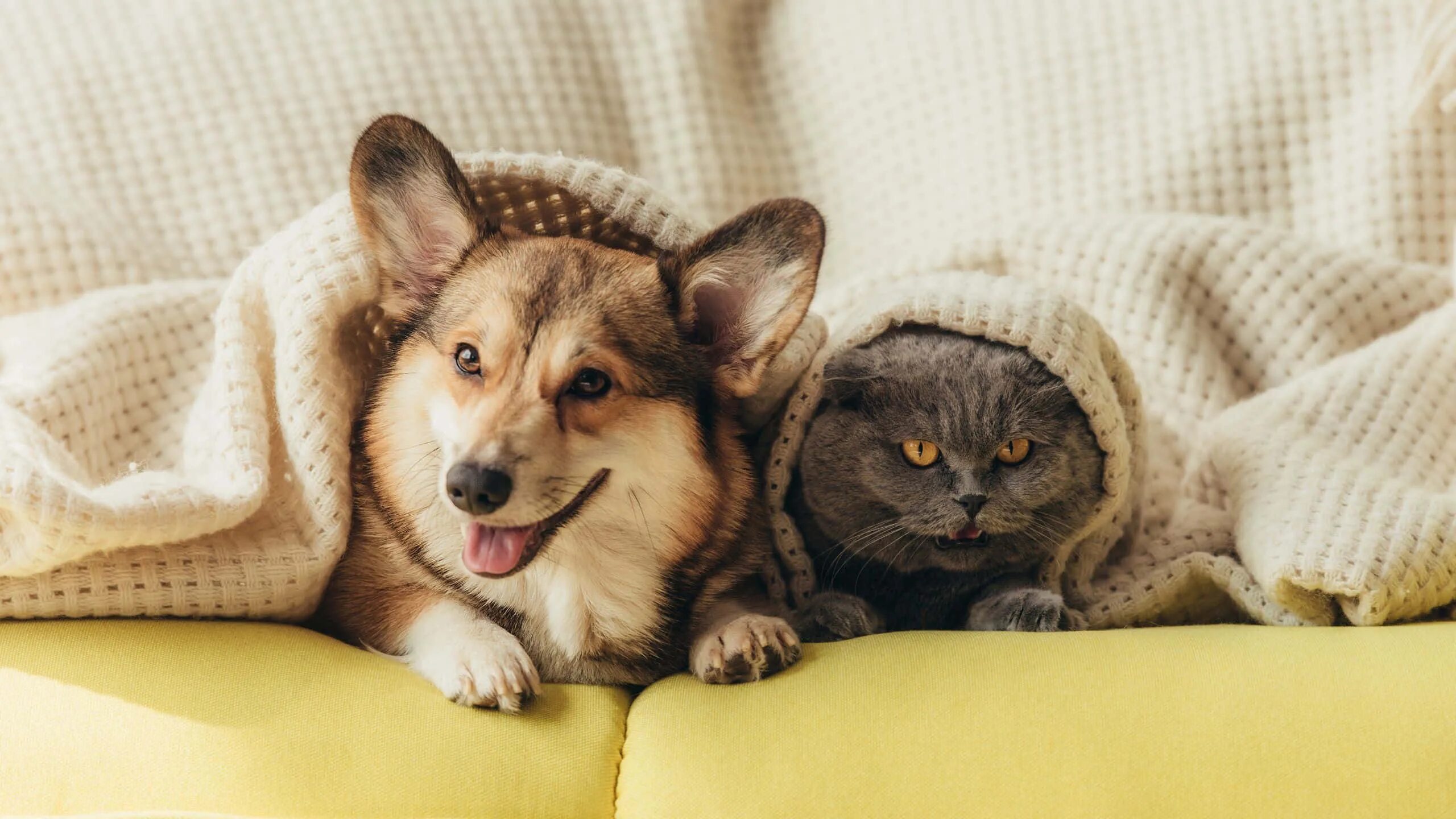 Dog and cat playing. Милые домашние животные. Кот и собака. Домашний питомец. Домашние любимцы.