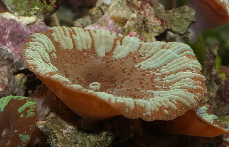 Где купить морской гриб геншин. Corallimorpharia. Гриб коралл морской. Пластинчатый коралл. Морские грибы Генин.