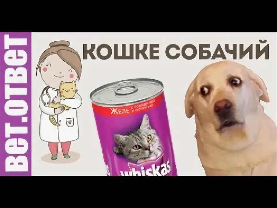 Можно собакам давать корм для кошек. А можно собакам кошачий корм. Можно ли давать кошкам собачий корм. Можно ли давать собаке кошачий корм. Можно ли давать собаке кошачий сухой корм.