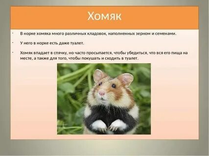 Вышел ли листинг хомяка