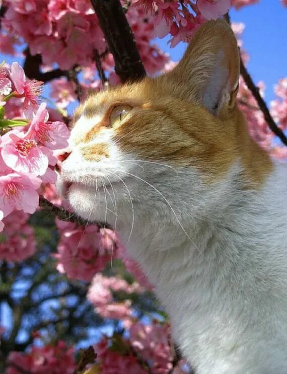 Весенняя кошечка. Весенний кот. Кот в цветущих деревьях. Кошки весной.