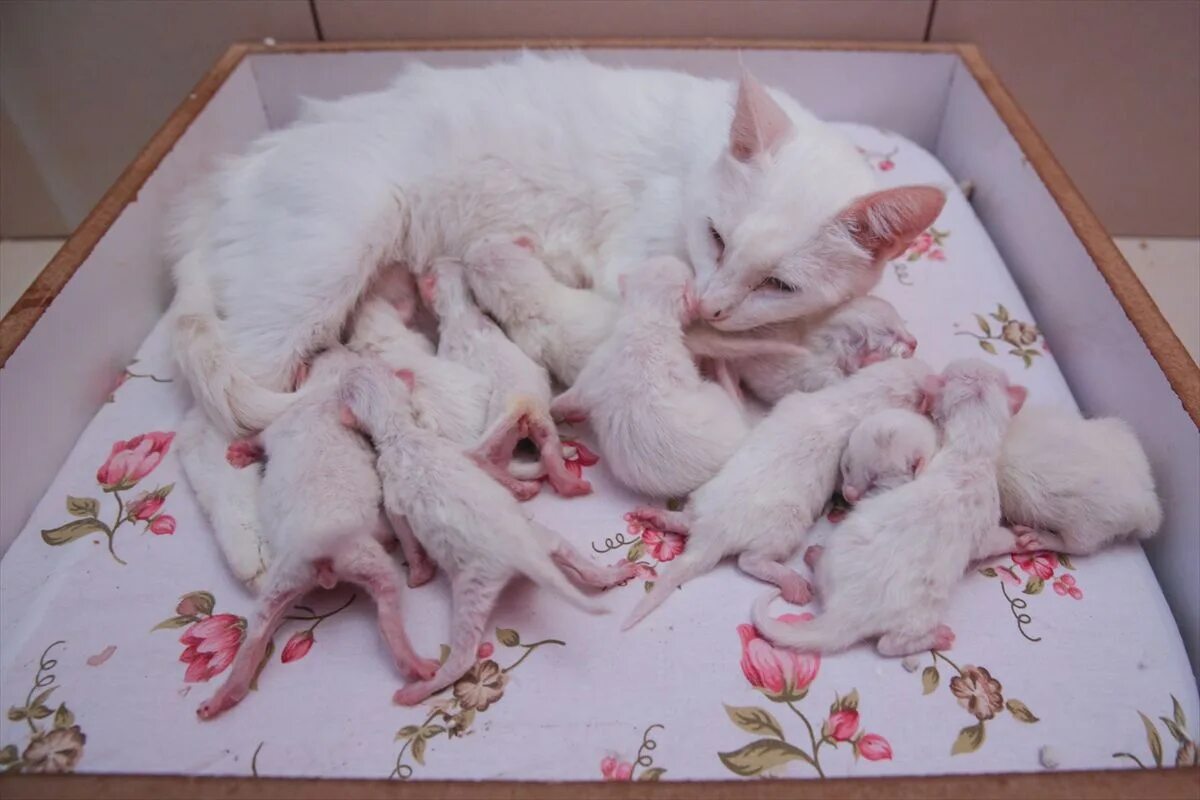 Могут ли у кошки родиться. Новорожденные котята. Котята только что родились с кошкой.
