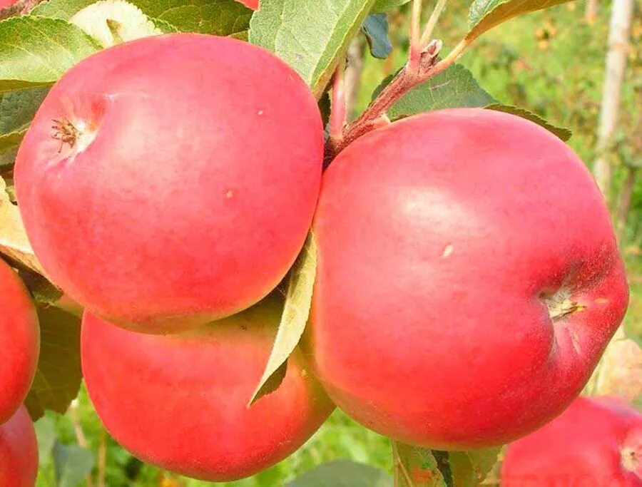Белорусские яблони купить. Яблоня белорусское сладкое. Сорт яблони белорусское сладкое. Яблоня Балтика.