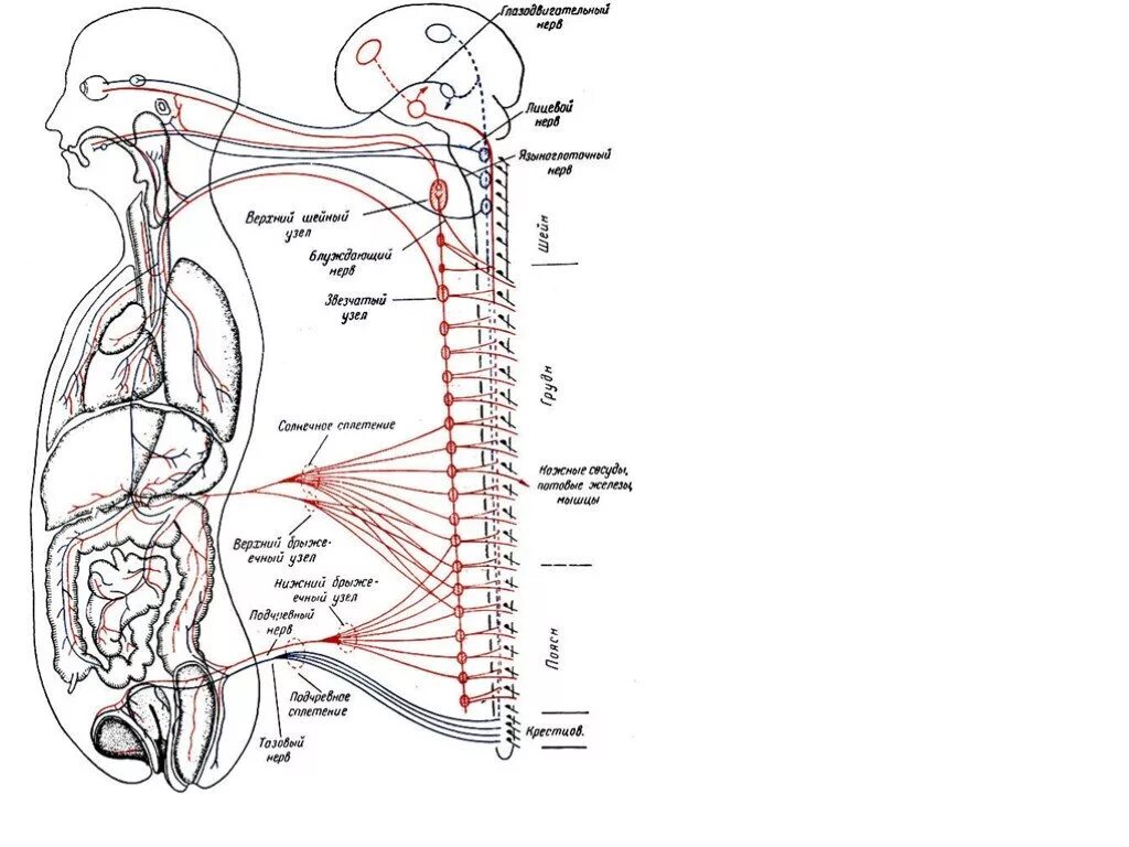 Пути черепных нервов. Черепные нервы схема. Схема формирования черепно-мозгового нерва. Черепно мозговые нервы схема анатомия. Черепные нервы схема рисунок.