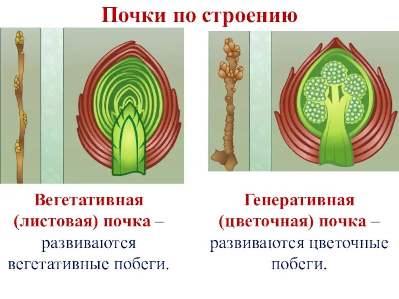 Как любой побег цветок развивается из
