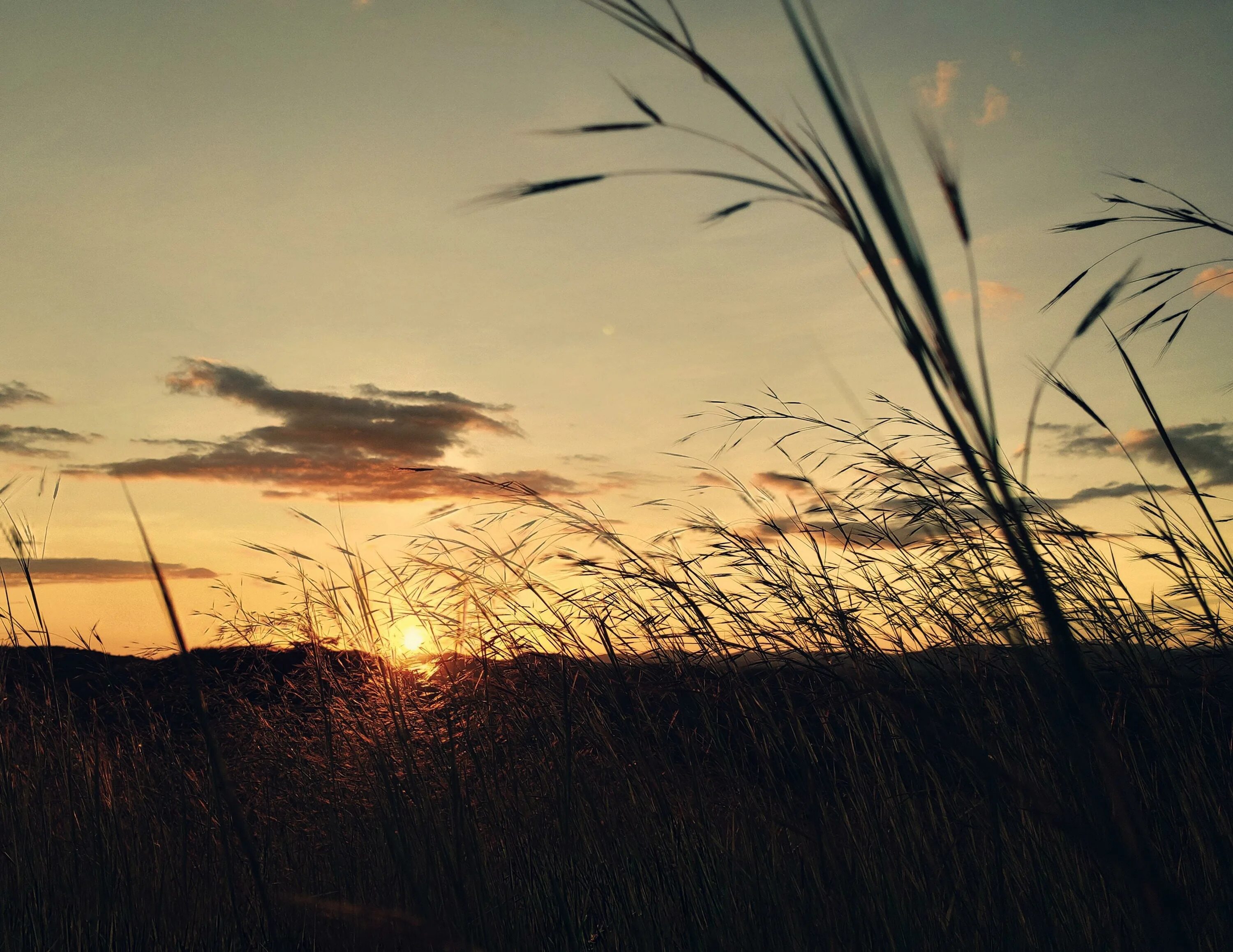 Колосья пшеницы на закате. Трава на закате. Трава на закате. Теплый закат. Трава на закате.