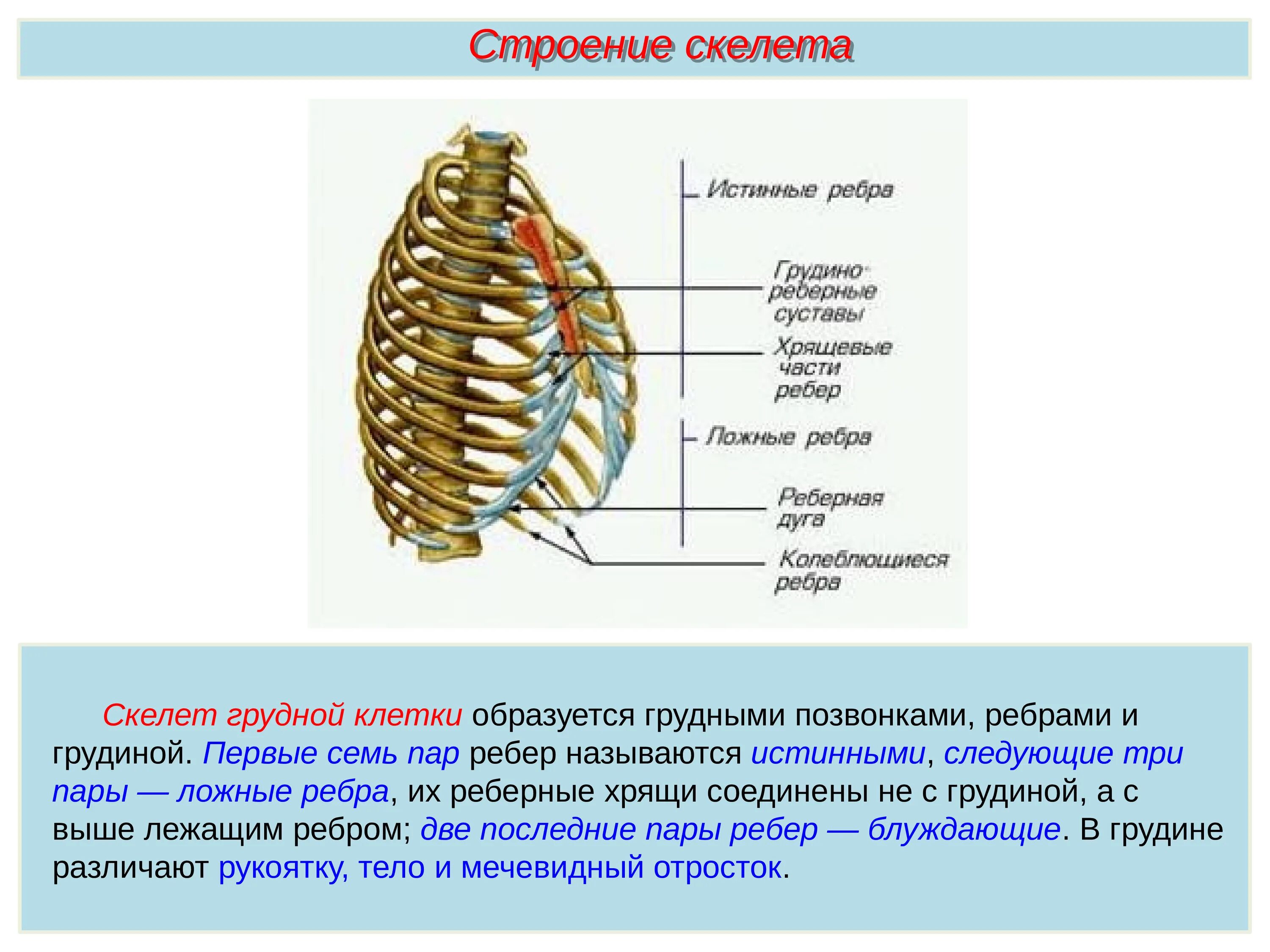 Ребро тип соединения