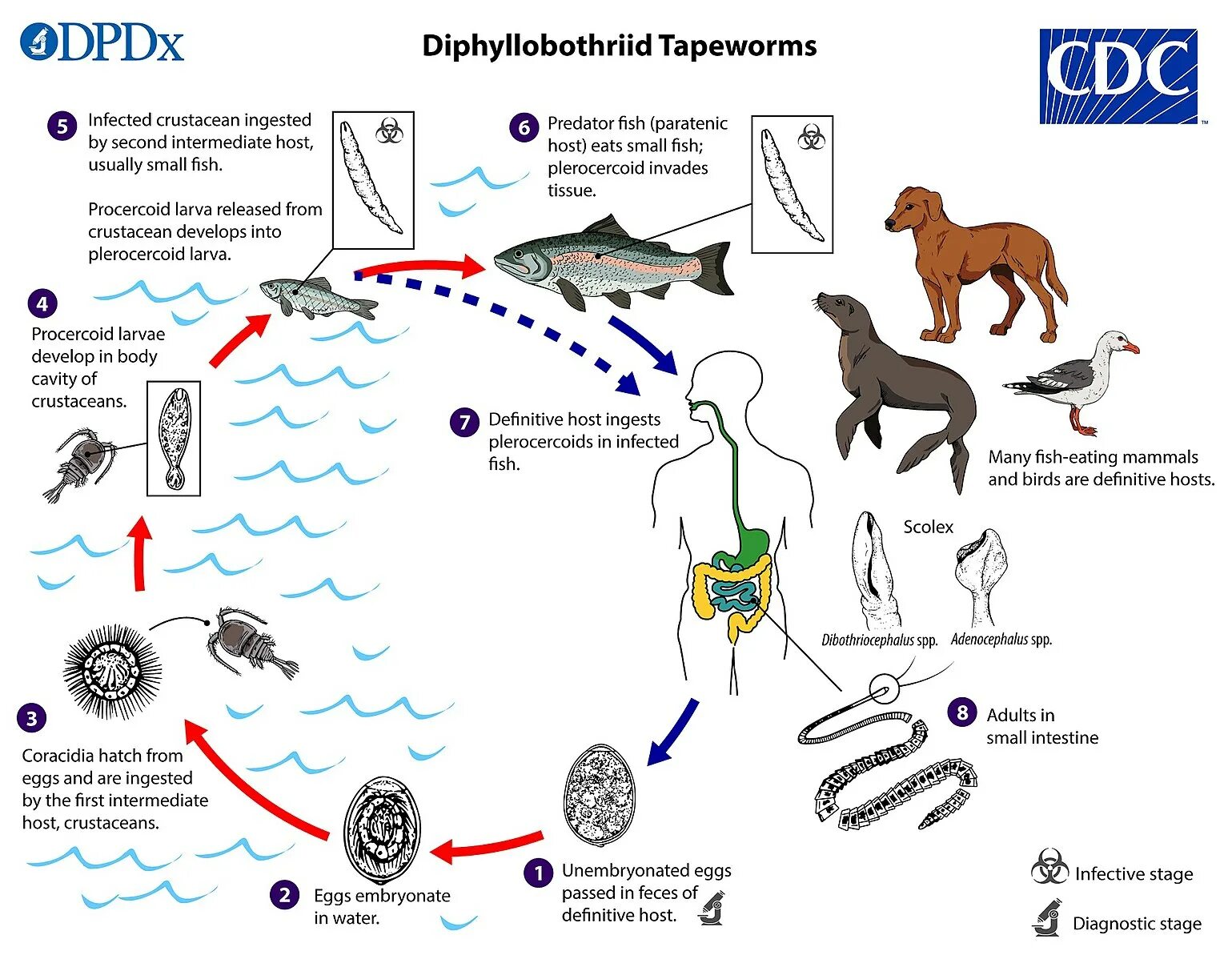 Жизненный цикл широкого лентеца. Diphyllobothrium latum жизненный цикл. Широкий лентец жизненный цикл. Широкий лентец (Diphyllobothrium latum).