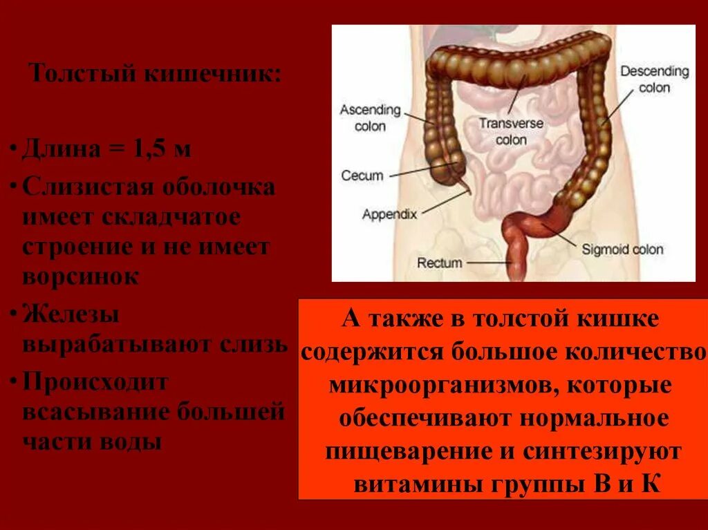 Пищеварительные железы Толстого кишечника. Длина человеческой кишки. Толстая кишка человека особенности