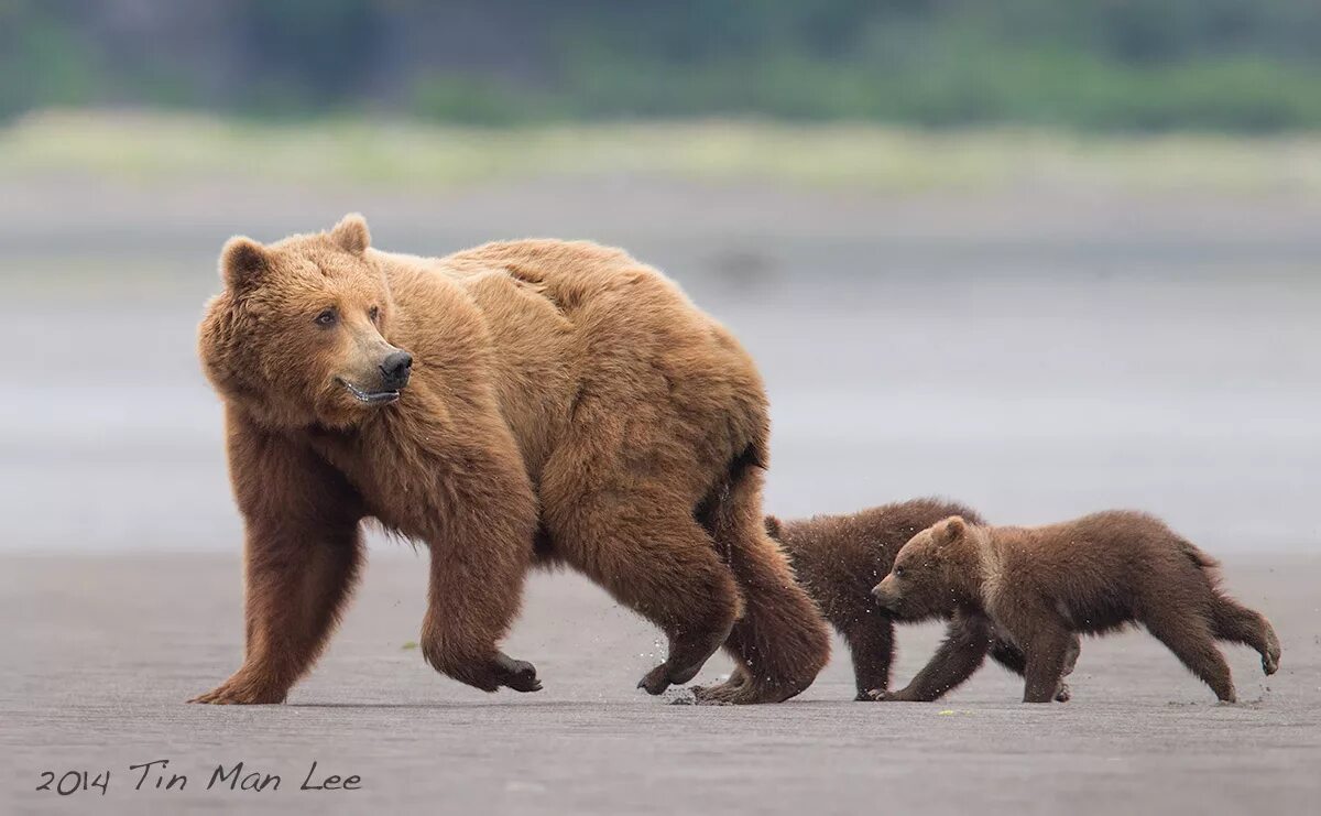 медвежонок бегал. бурый медведь бежит. медвежонок бегал. медвежонок бегал. медведица с медвежатами.