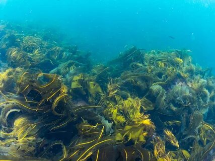 1 бурая водоросль