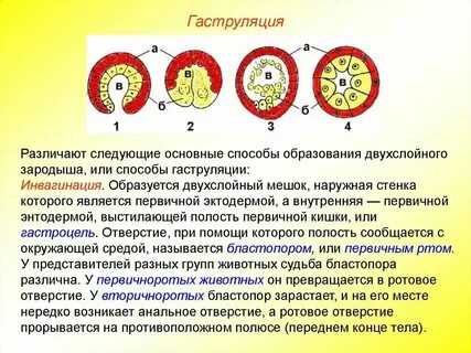 Двухслойный зародыш называют