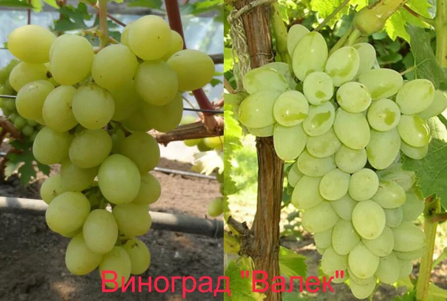 Виноград вв. Сорт винограда валек. виноград валек фото. виноград неукрывной мариновский. лалвари сорт винограда.