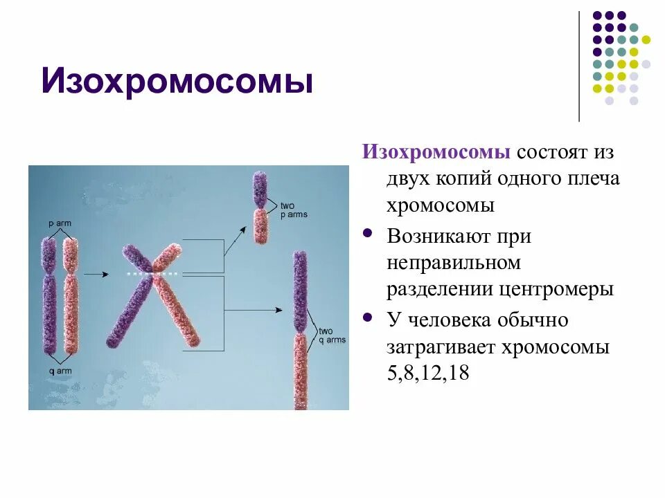 Кольцевая хромосома 1. Изохромосомы. Дицентрическая хромосома. Изохромосомы мутация. Дицентрические и кольцевые хромосомы.