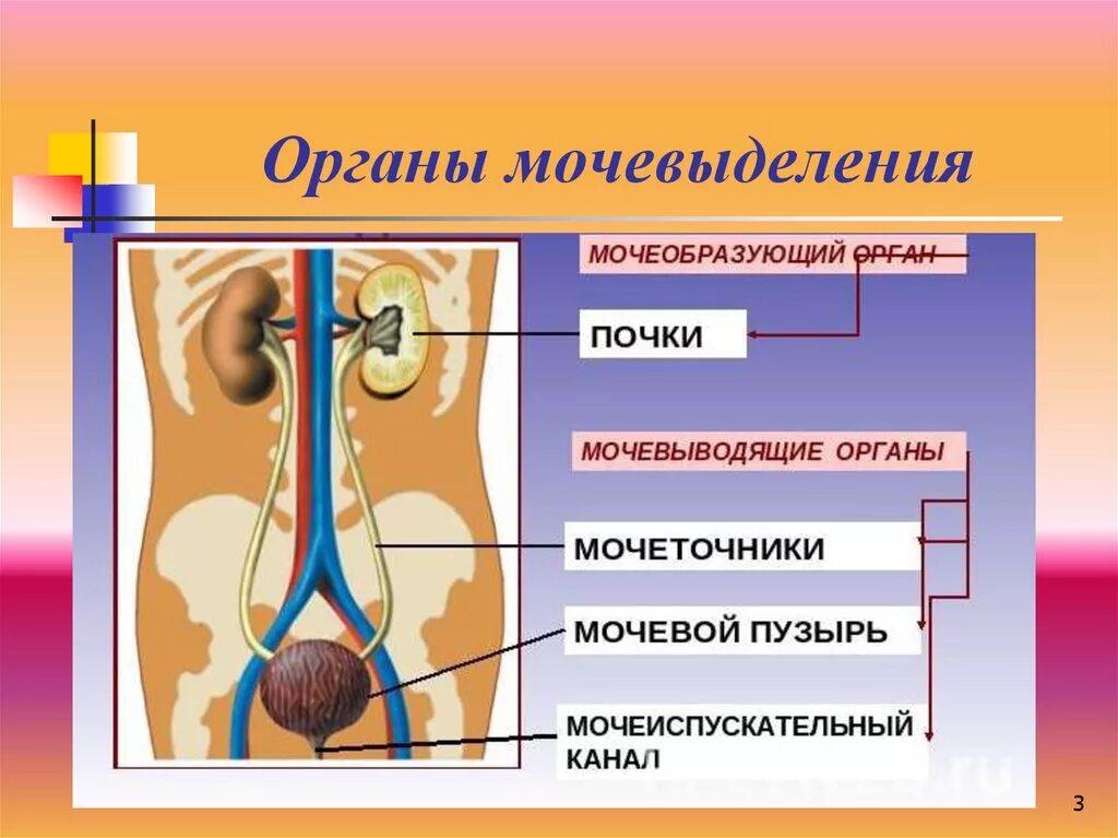 Основной выделительный орган человека. Органы мочевыделения. Выделительная система человека. Органы выделительной системы человека. Система органов мочевыделения.