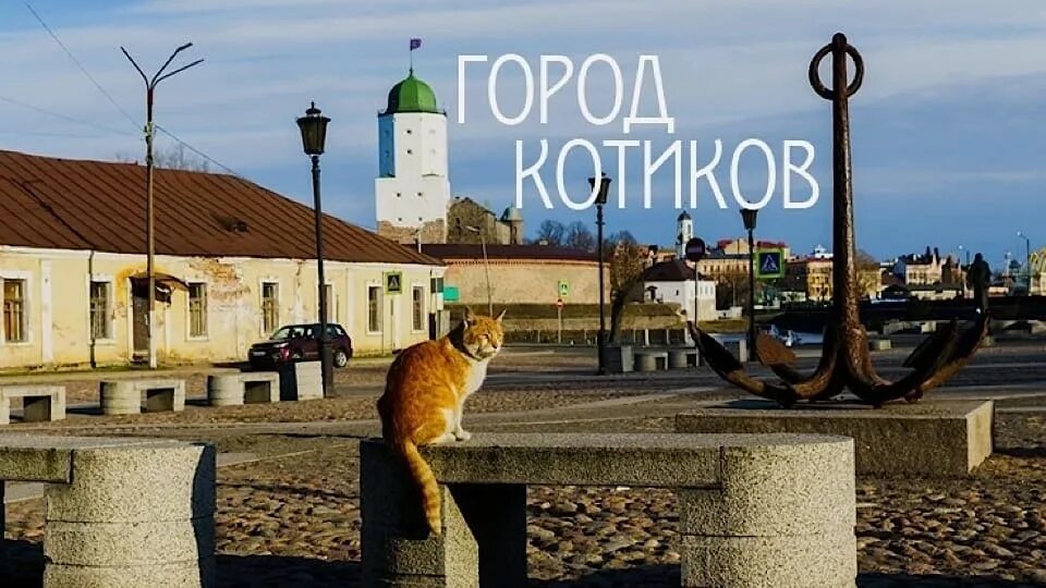 Коты выборга