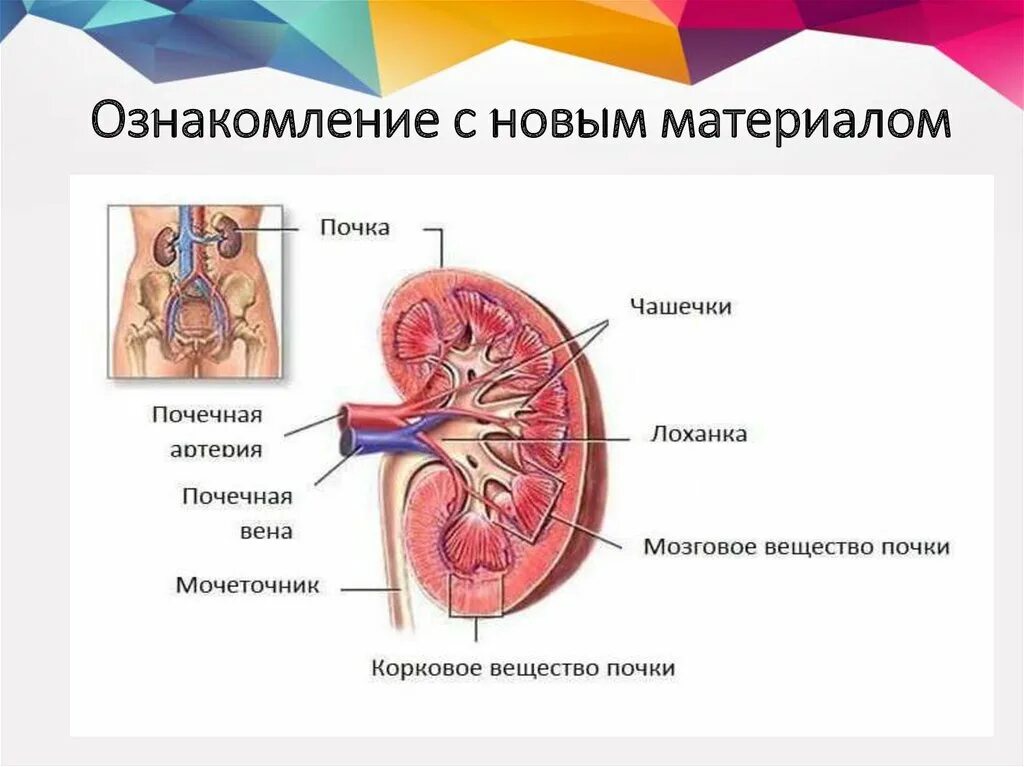 Строение почки почечная лоханка. Свод чашечки почки. Строение чашечки почки. Внутрипочечная лоханка.