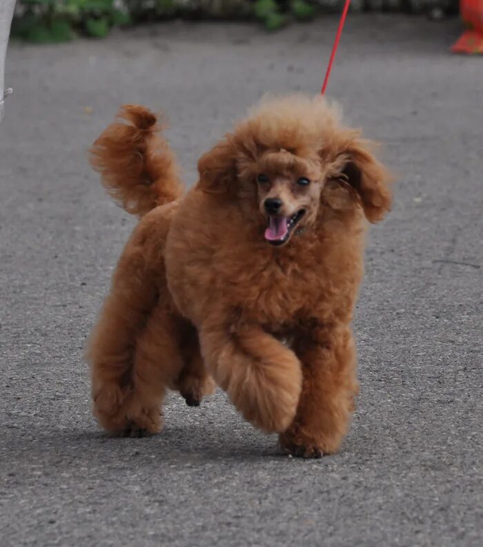 Пудель тикап мини. Пикап пудель. Карликовый пудель тикап. Пудель тикап мини. Карликовый пудель мальтипу.