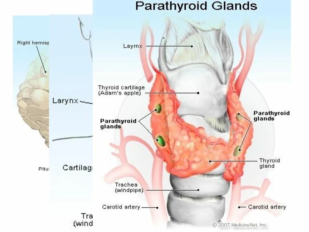 Щитовидная и паращитовидная железы анатомия. Щитовидная железа и паращитовидная железа. Паращитовидная железа строение. Аденэктомия