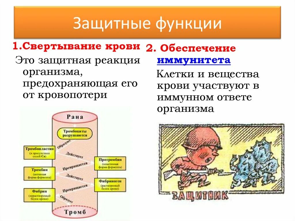 Структуры уменьшают трение сухожилий о кость. Защитные функции слизистой оболочки полости рта. Обеспечивает защитные функции. Защитные функции крови иммунитет. Обеспечивает защитные функции.