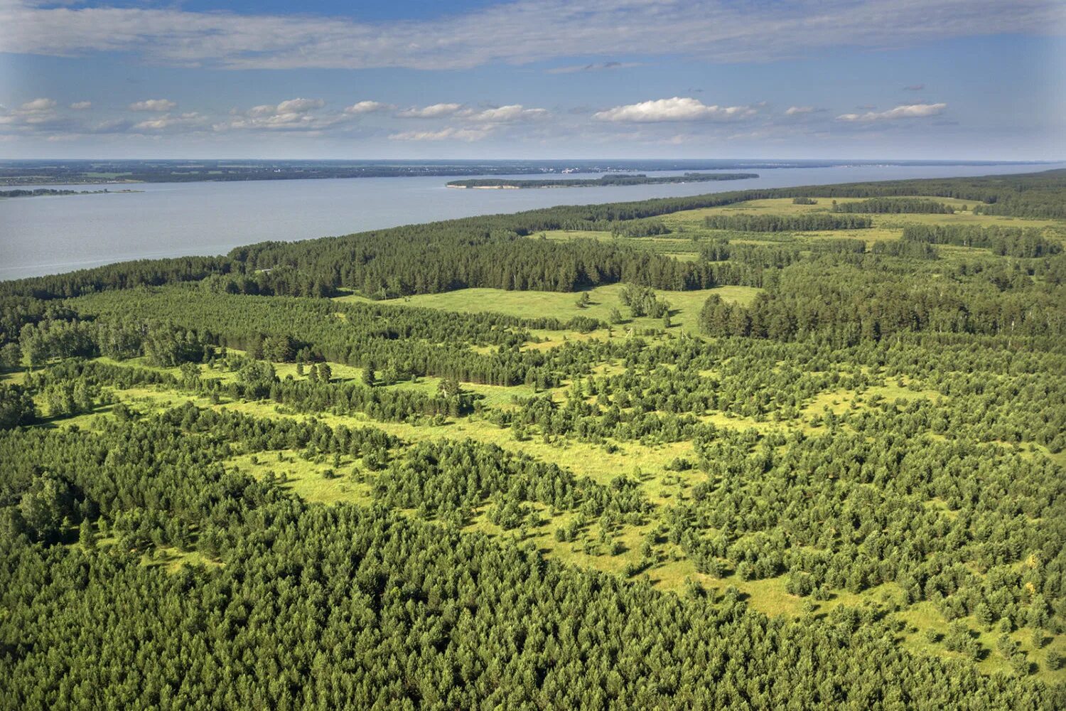 леса на сельскохозяйственных землях. зарастание земель сельскохозяйственного назначения. березовые колки западной сибири. леса на с х землях. леса на сельскохозяйственных землях.