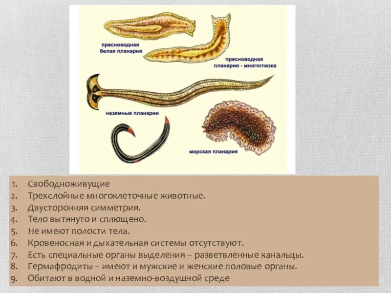 Трехслойные животные это