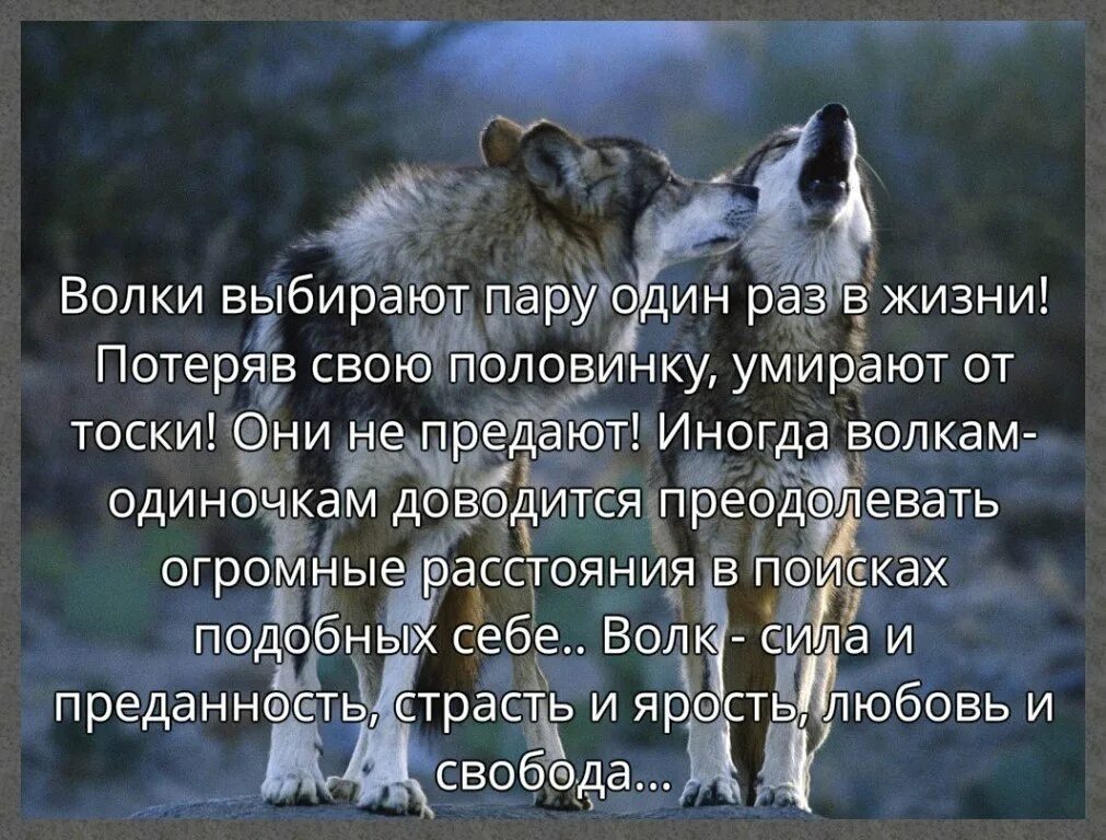 Цитаты про верность Волков. Красивое высказывание про Волков. Волки цитаты в картинках. Цитаты волка.