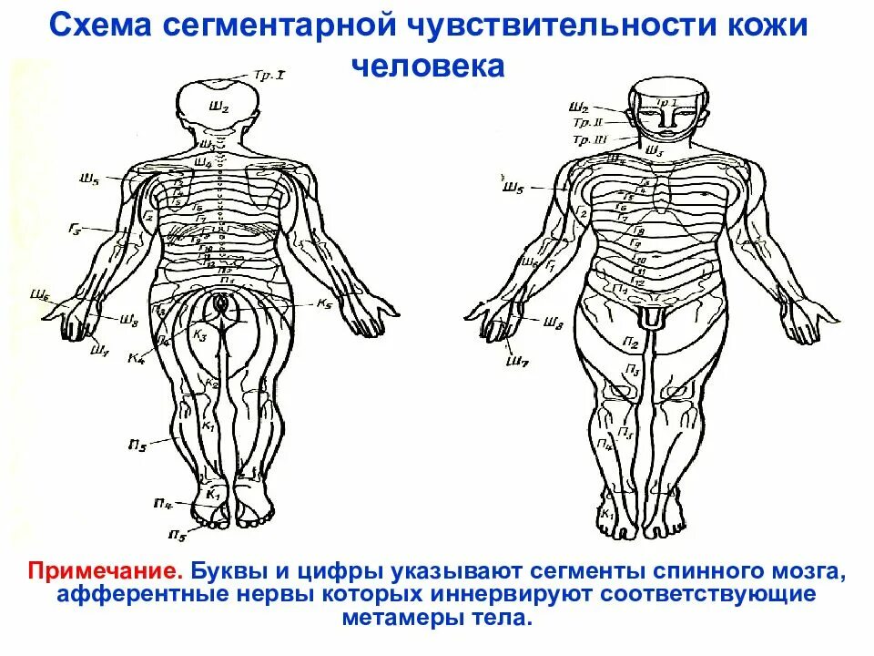 Метамерное строение тела. Сегменты чувствительности спинного мозга. схема расстройств чувствительности. сегментарная чувствительность схема. метамеры тела.