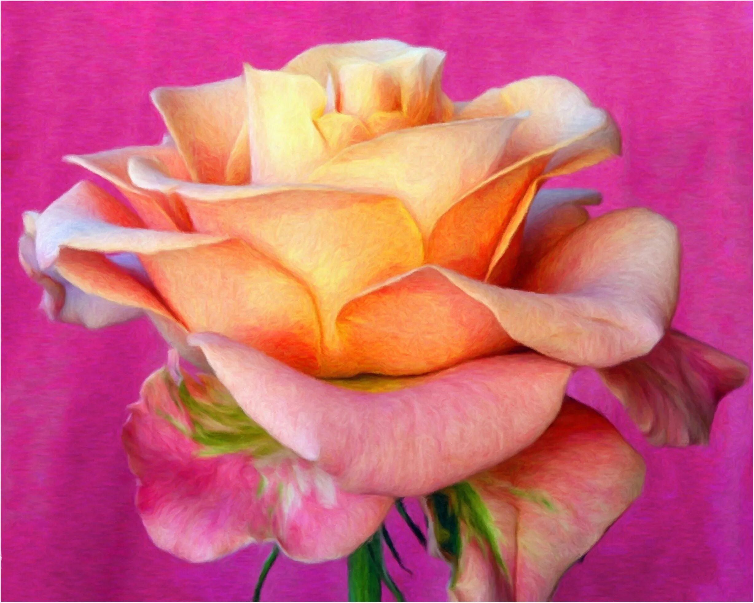 Светы картинка. Роза. Цветы розы. Необычные розовые розы. Самые красивые цвета роз.