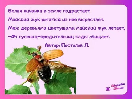 Песня насекомых
