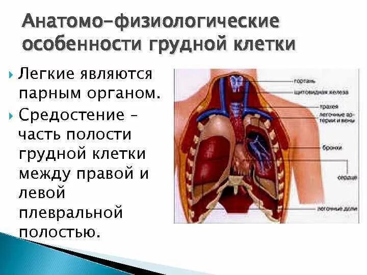 Афо органов грудной клетки. Анатомо физиологические особенности грудной клетки. Органы средостения грудной клетки. Грудная полость человека.